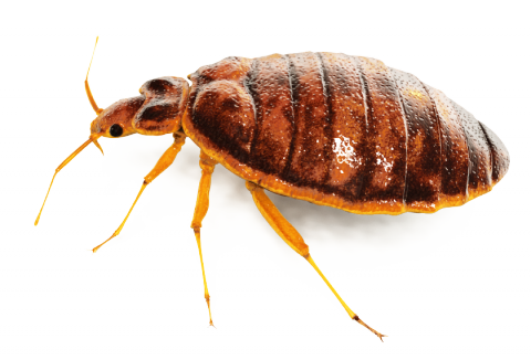 Bed-Bug.png_Pest_Control_in_Rajshahi