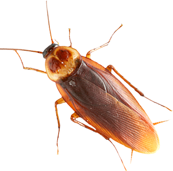 Cockroach_Pest_Control_in_Bangladesh