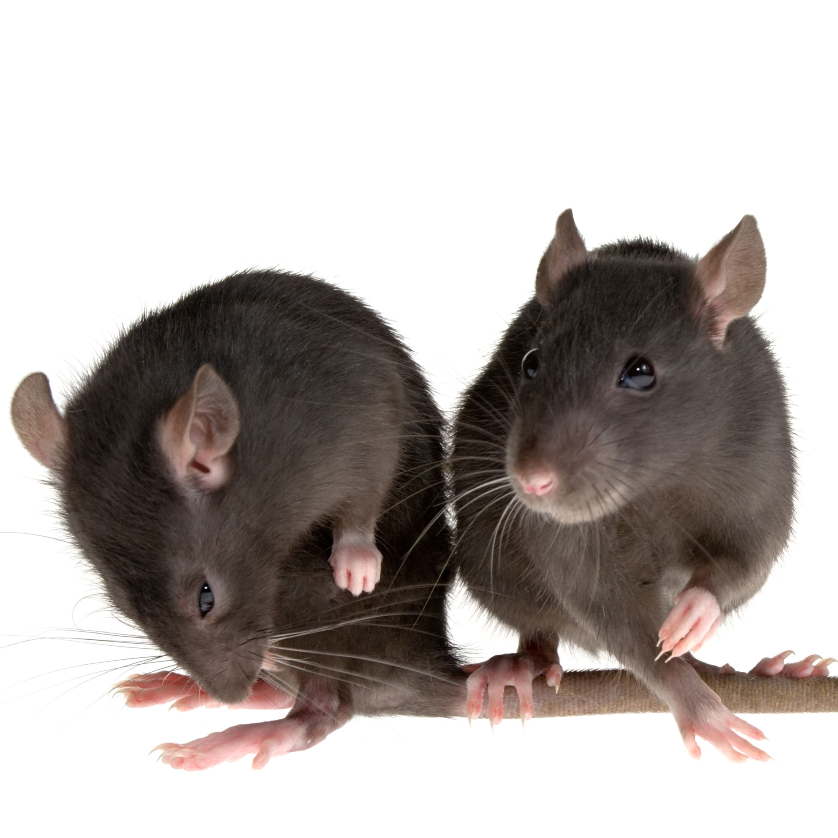 Rodent_Pest_Control_in_Chittagong
