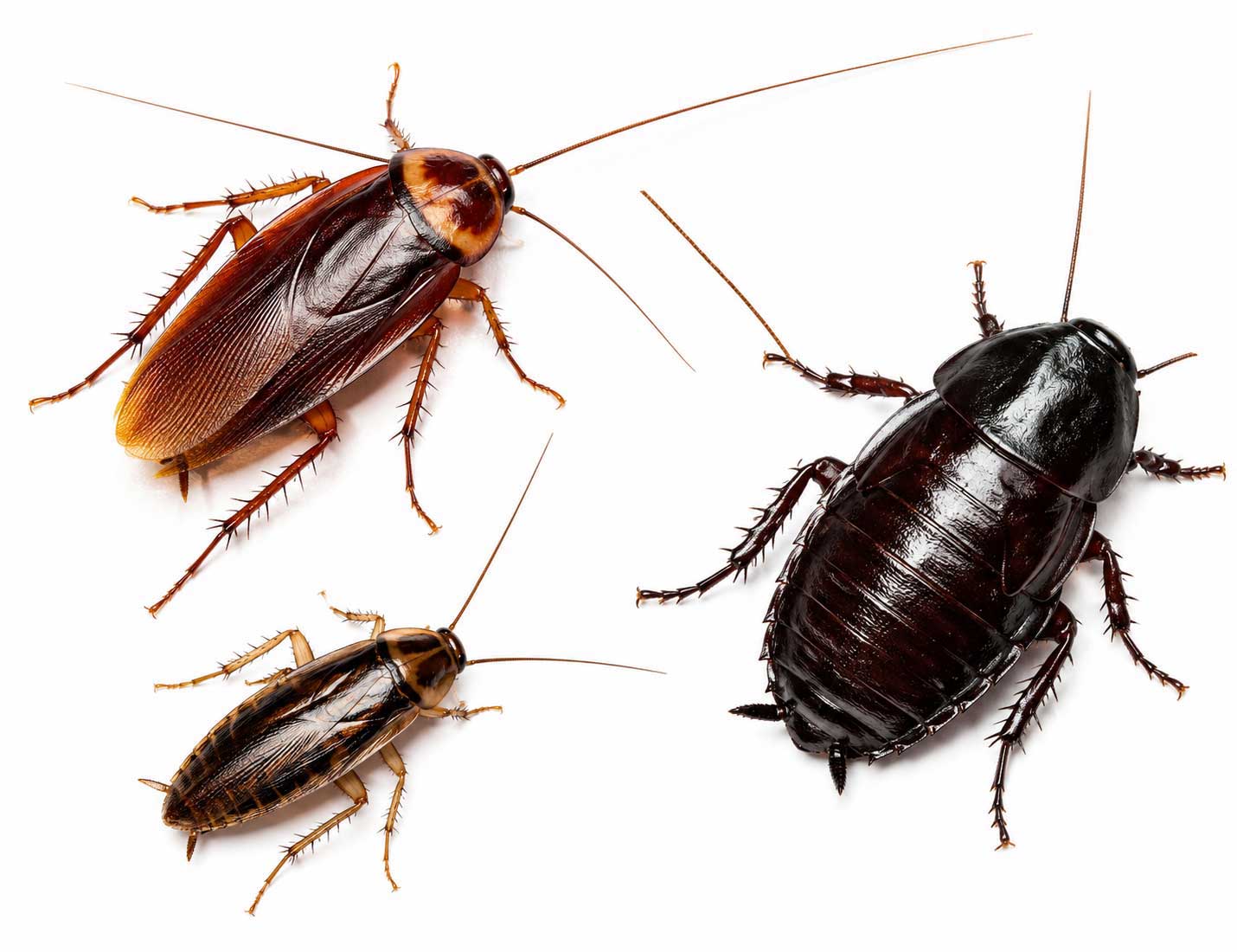 Professional Cockroach Control Service in Chattogram