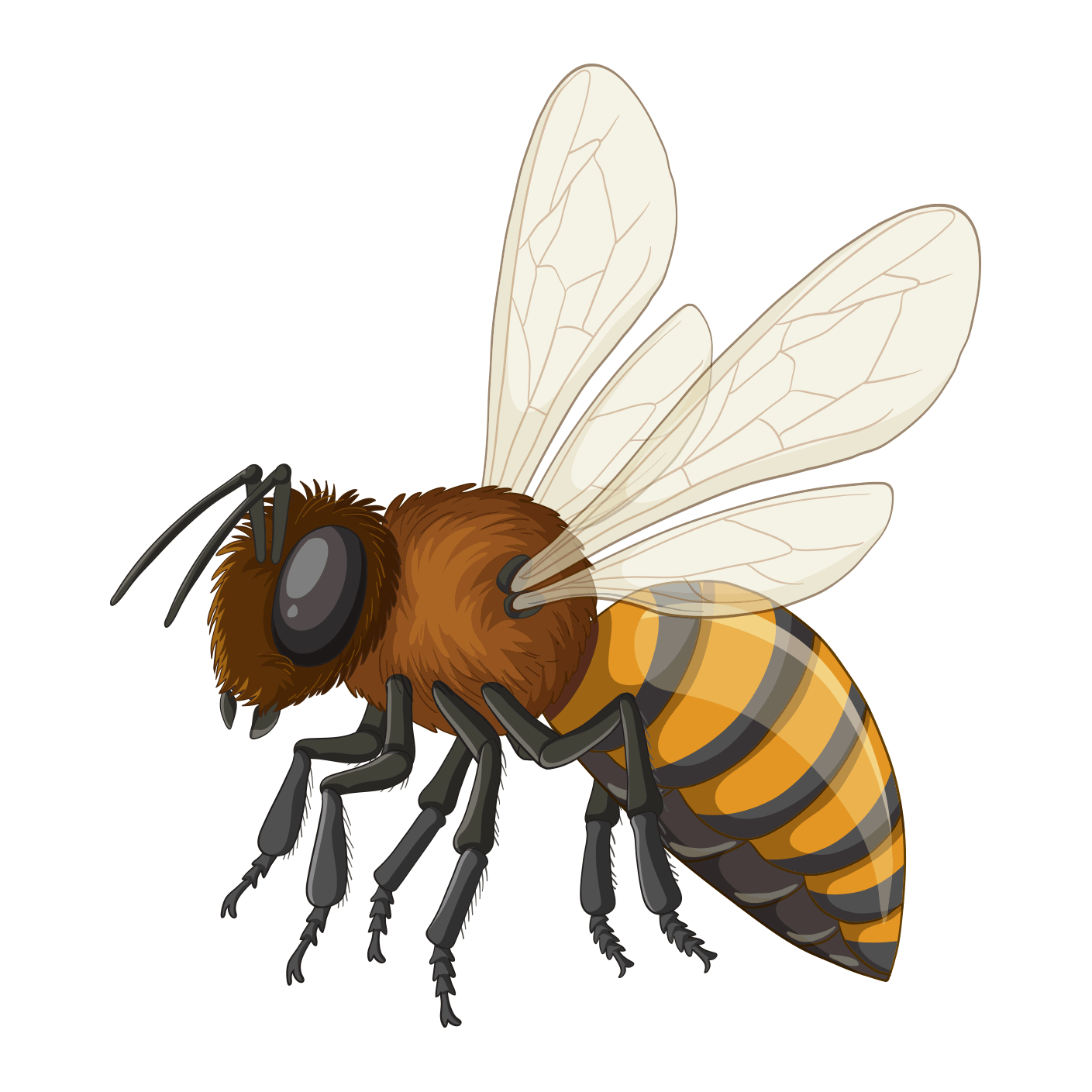 Professional bee Control Service in Chattogram