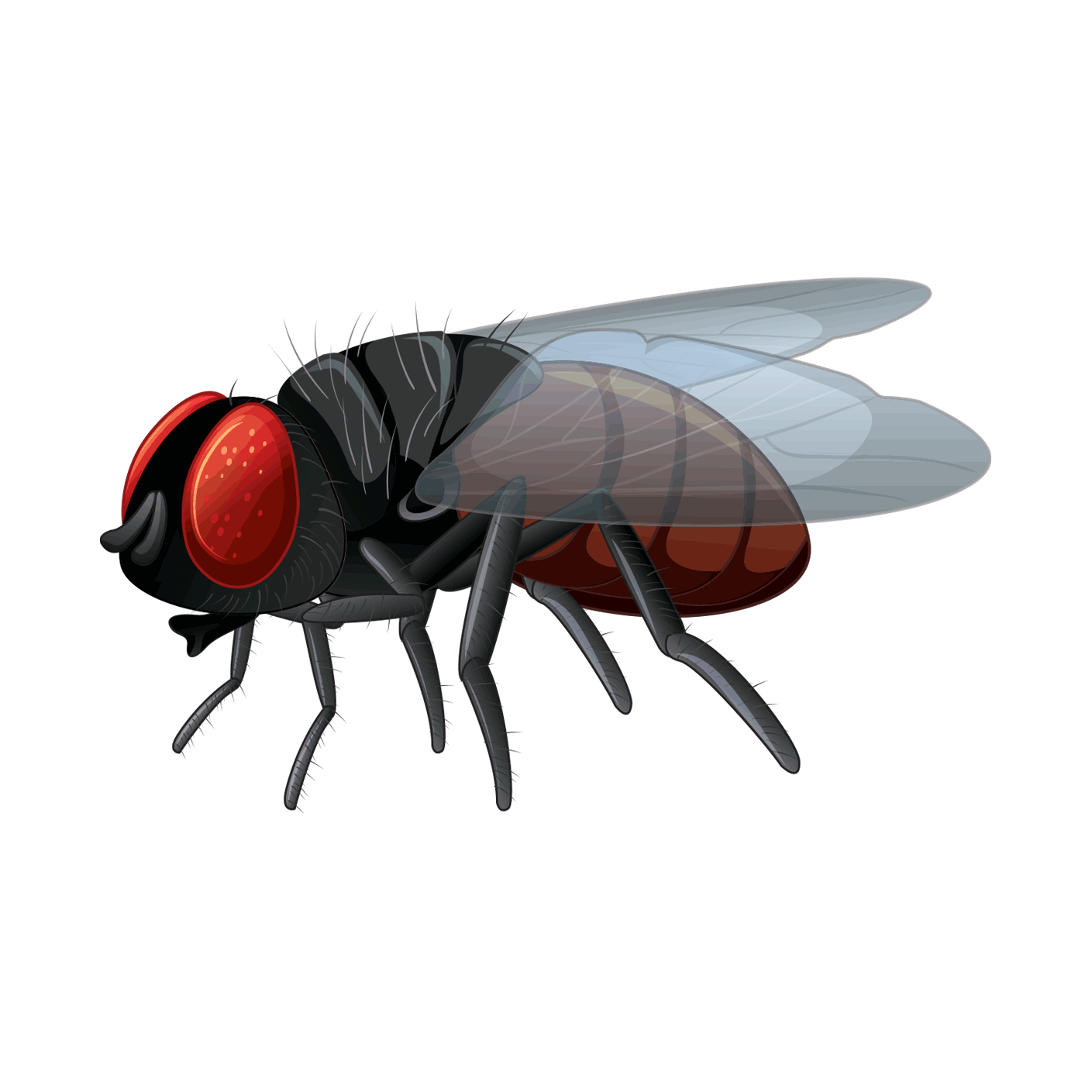 Professional fly Control Service in Chattogram