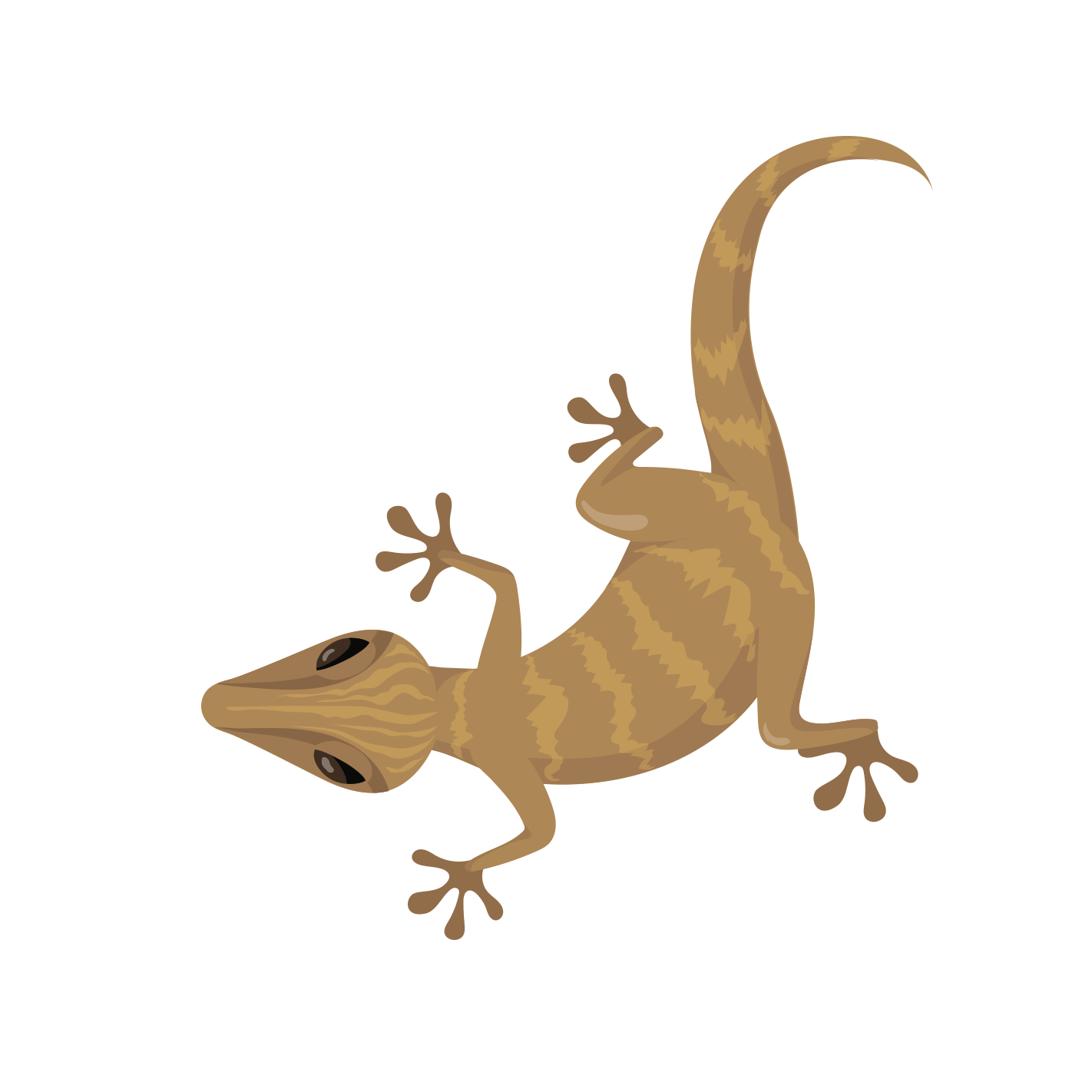 Professional lizard Control Service in Chattogram