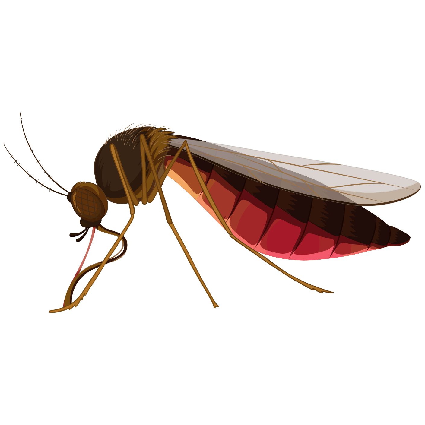 Professional mosquito Control Service in Chattogram