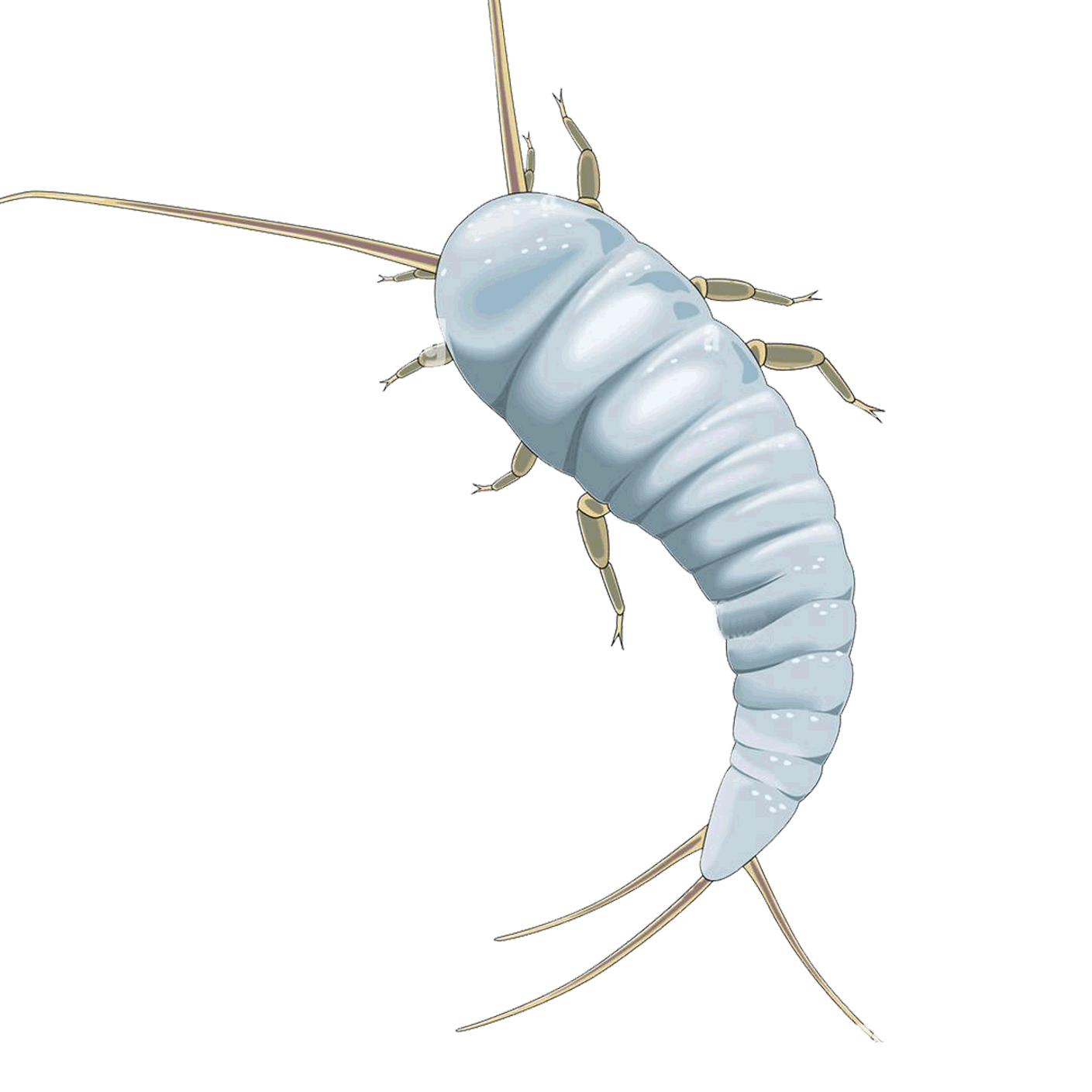 Professional silverfish Control Service in Chattogram