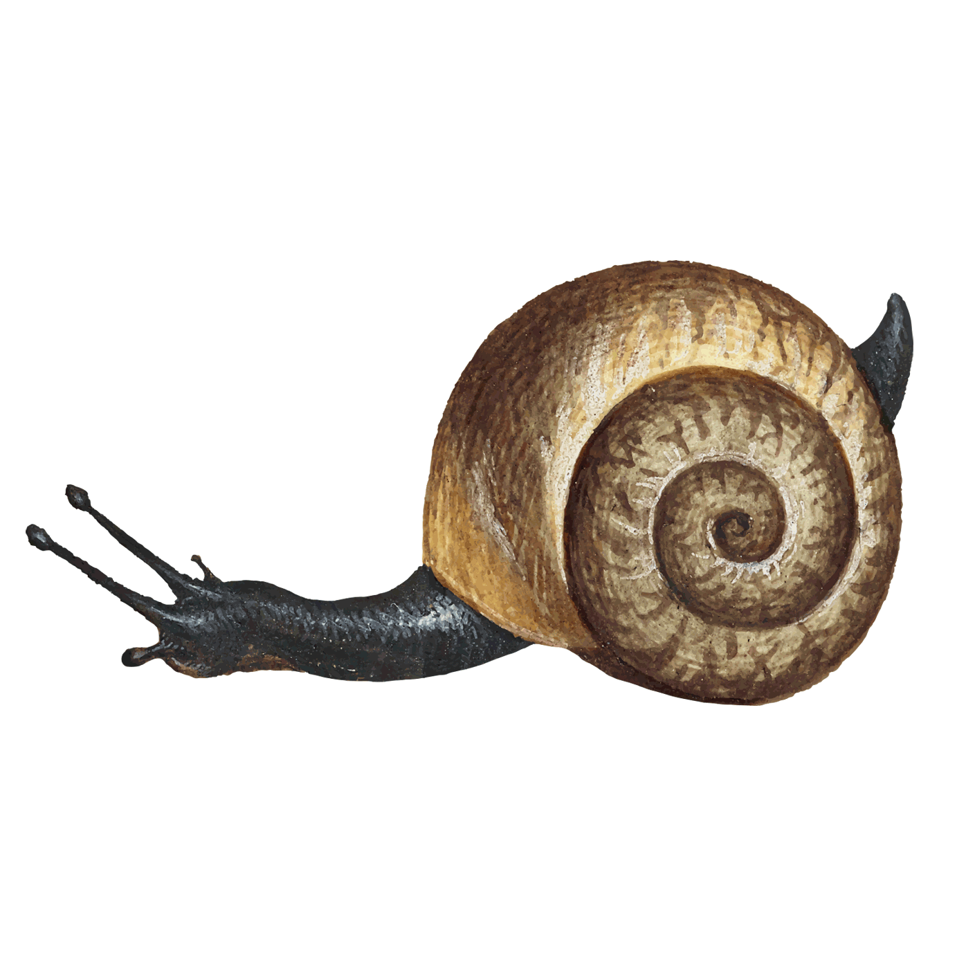 Professional snail Control Service in Chattogram