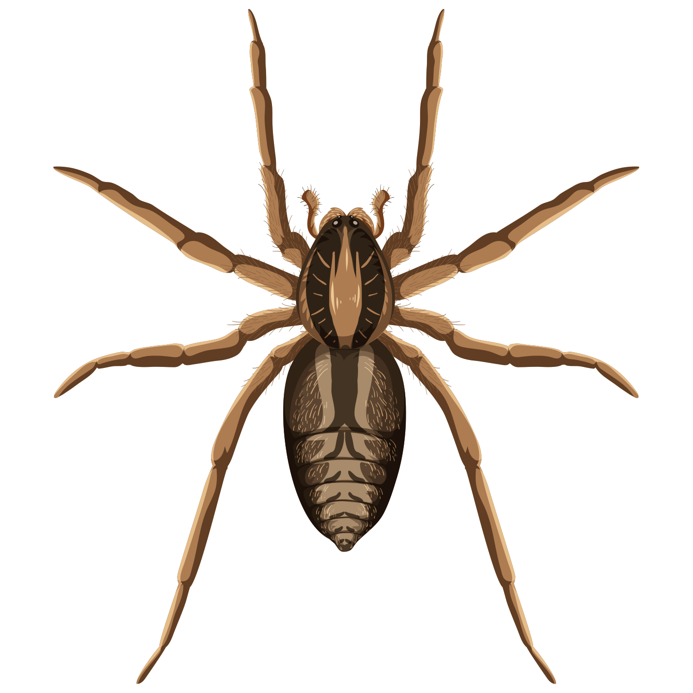 Professional spider Control Service in Chattogram