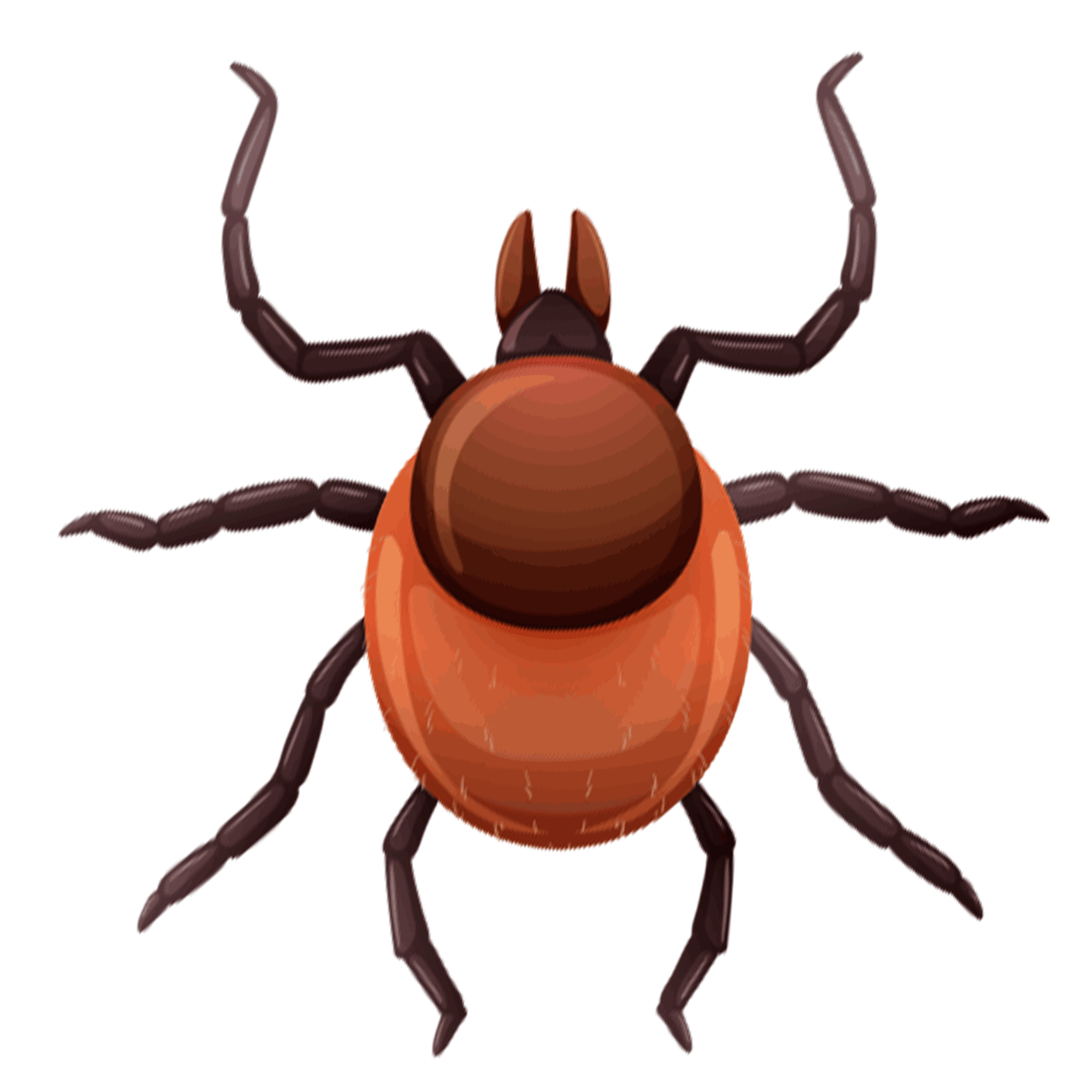 Professional tick Insect Control Service in Chattogram