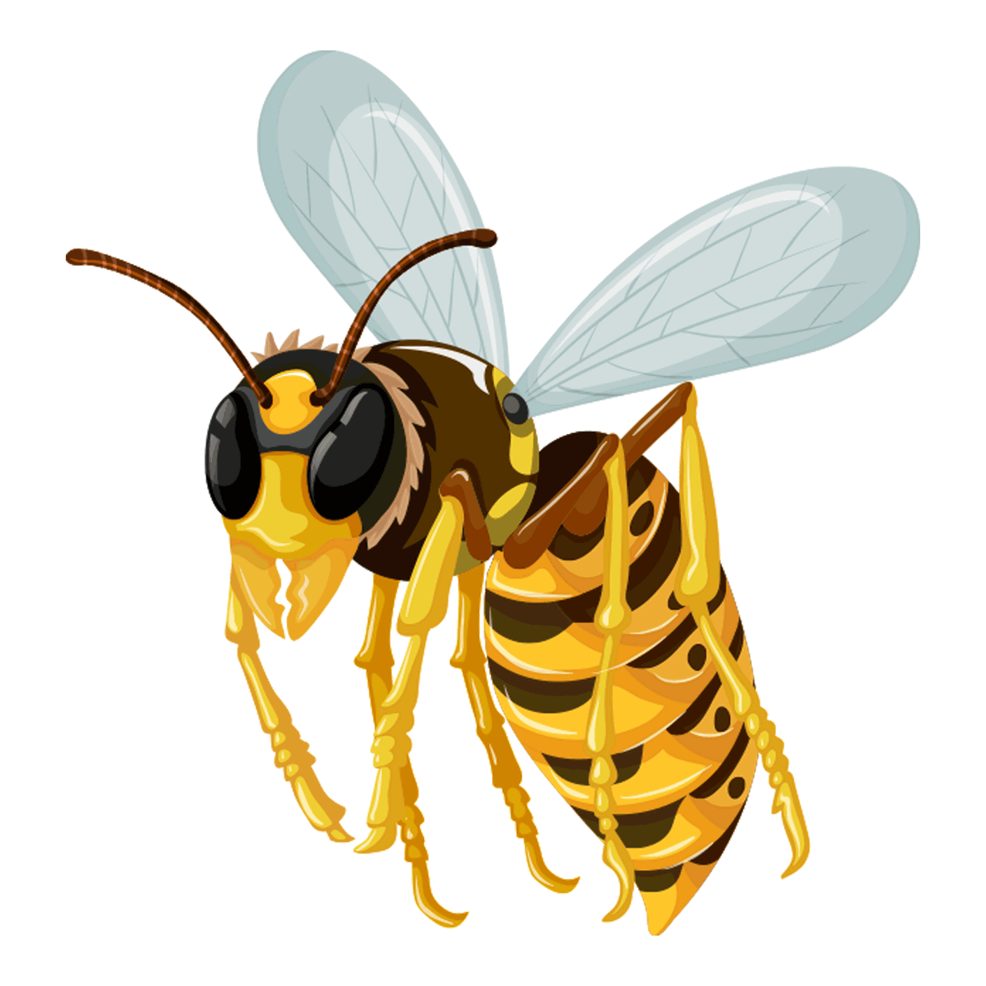 Professional wasp Control Service in Chattogram