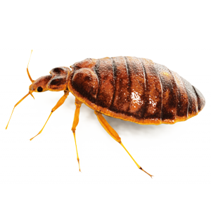 Bedbugs Control