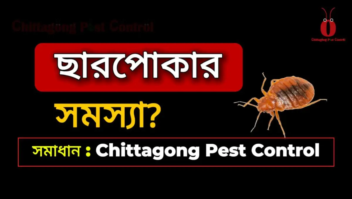 Bed Bug Control Service at Chwak bazar, Chattogram 