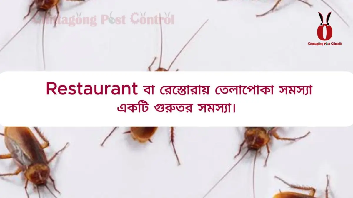 Cockroach Control Service at Concord Mueen Square food Court, Chattogram