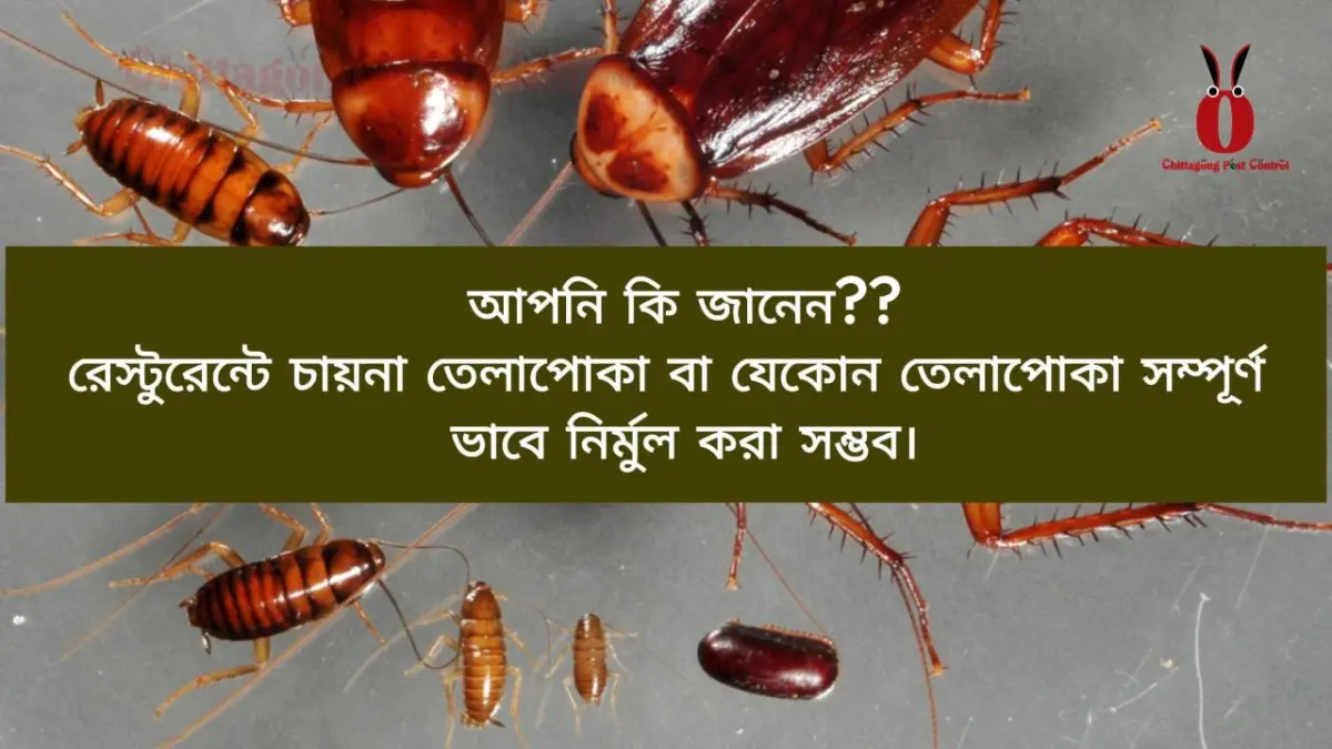 Cockroach Treatment service at Lemon Grass Restaurant, Agrabad, Chattogram