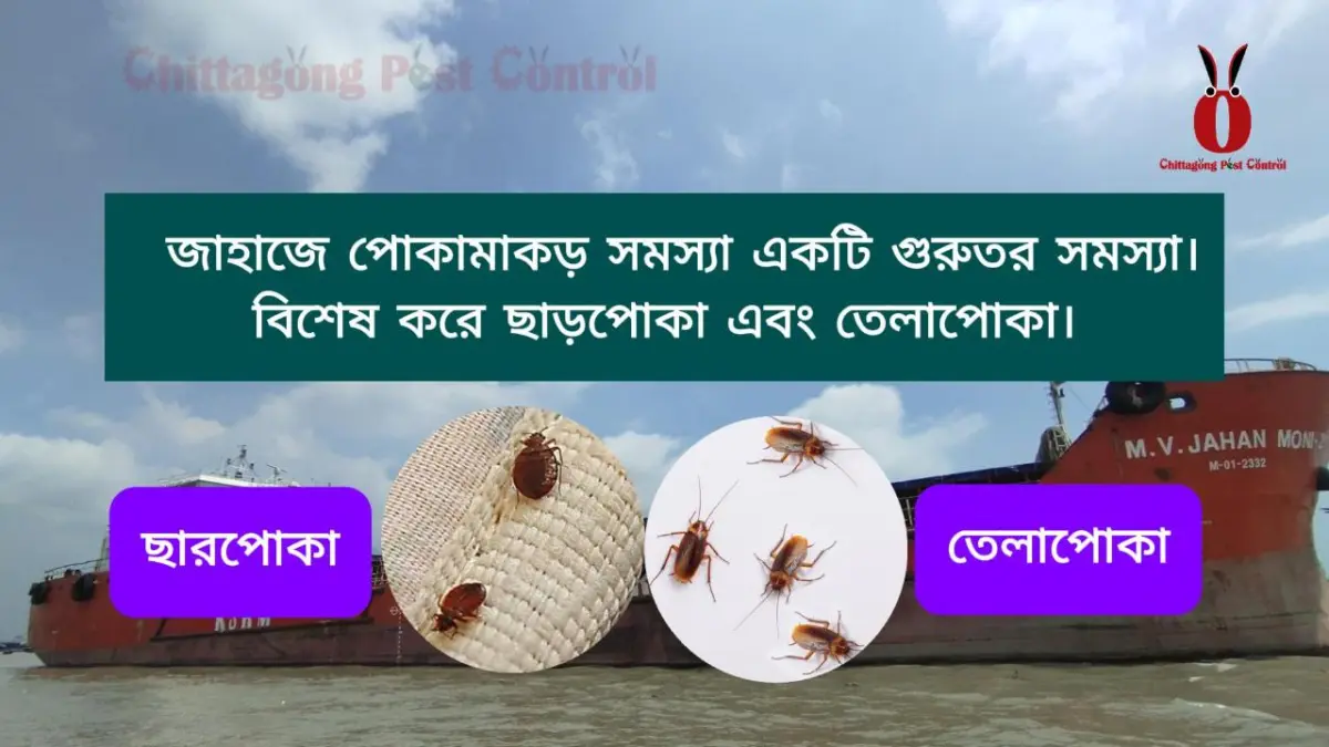 General Pest control service at Junaira Zarisha- 4, Karnaphuli, Chattogram