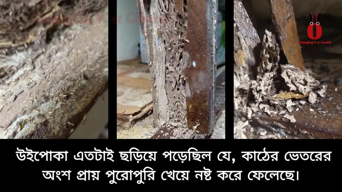 Pest control at cost gard mt pool, Barek Building, Agrabad, Chattogram.