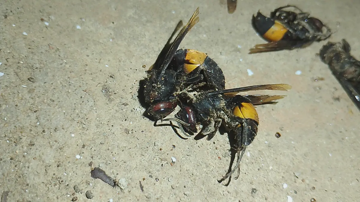 Professional Wasp Nest Removal | চট্টগ্রামের সল্টগোলা রেল ক্রসিং এলাকায় সফল ভিমরুলের বাসা অপসারণ