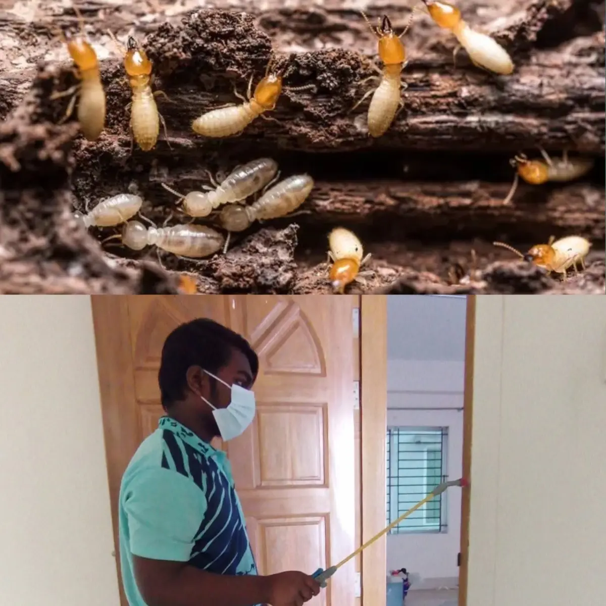 Termite Control service at Chattogram 