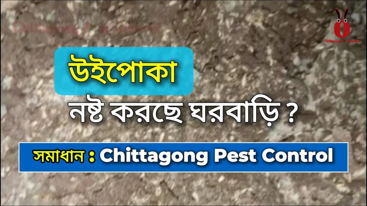 Termite Control Service at Deb Pahar, Chattogram 