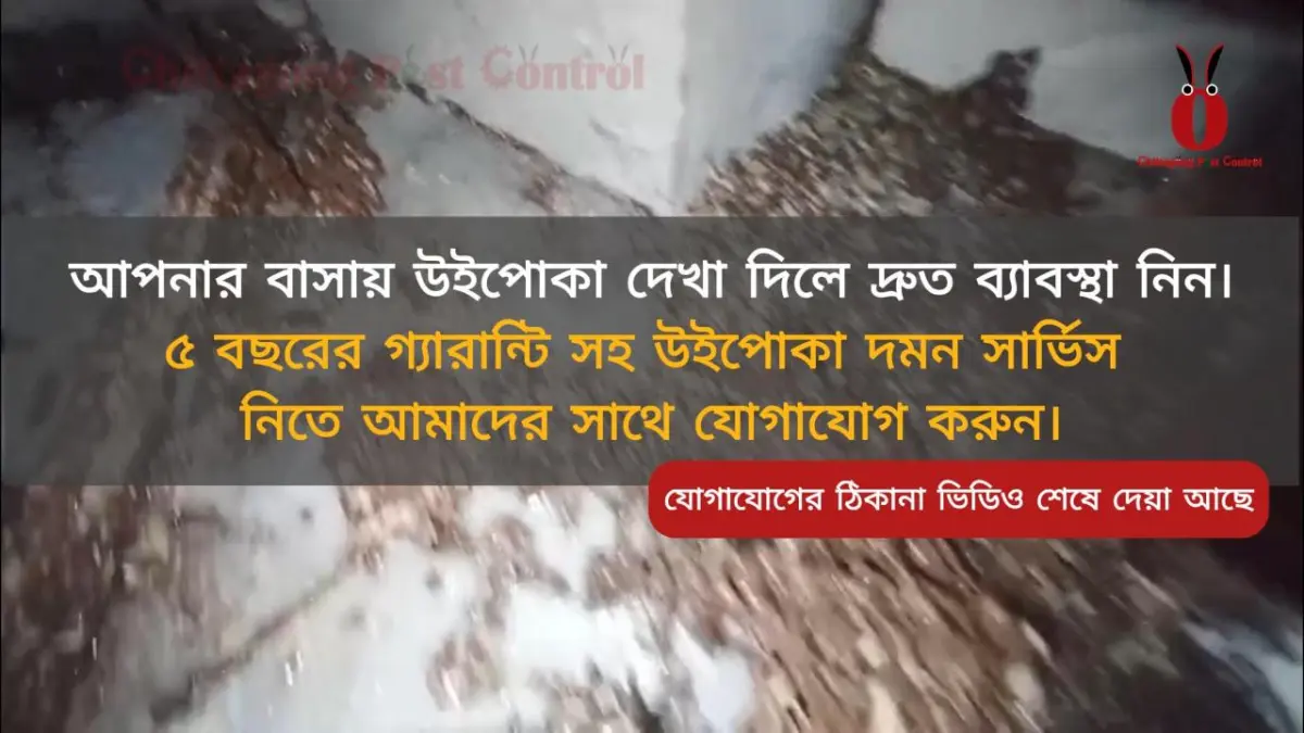 Termite control service at OR Nizam Road, Chattogram